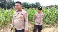 Jagung di Rantau Bertuah Tumbuh hingga 2 Meter, Polsek Minas Pantau Ketahanan Pangan Nasional di Lahan 1,5 Hektare