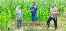 Polsek Minas Pantau Pertumbuhan Jagung Pipil Usia 69 Hari, Wujud Dukungan terhadap Ketahanan Pangan Nasional