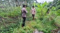 Bhabinkamtibmas Polsek Pasir Penyu Dorong Pemanfaatan Pekarangan Warga untuk Dukung Ketahanan Pangan Nasional
