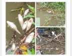 Sungai Tapung Kembali Tercemar, Yayasan SINTA Desak DLH Kampar Bertindak Tegas
