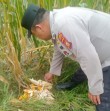 Polisi Pantau Perkembangan Jagung Pipil Usia 107 Hari di Lahan Warga Mandiangin