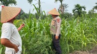 Polsek Koto Gasib secara intensif melakukan perawatan jagung pipil di lahan Poktan Mekar Sari