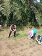 Jagung Pipil di Tanjung Gading Tumbuh Subur, Polsek Pasir Penyu Optimistis Dukung Ketahanan Pangan Nasional 2026