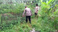 Bhabinkamtibmas Polsek Pasir Penyu Dukung Budidaya Cabai Rawit Warga, Perkuat Ketahanan Pangan Dari Pekarangan Rumah
