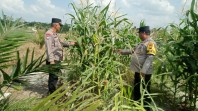 Bhabinkamtibmas Polsek Minas Cek Perkembangan Jagung Pipil Usia 68 Hari, Dukung Program Ketahanan Pangan