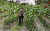 Dukung Ketahanan Pangan Nasional, Bhabinkamtibmas Polsek Pasir Penyu Ajak Warga Kembangkan Budidaya Jagung Manis