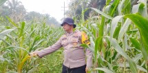 Usia 90 Hari, Tanaman Jagung Pipil Milik Warga Minas Timur Tumbuh dengan Baik