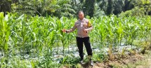 Polsek Minas Cek Perkembangan Tanaman Jagung Pipil Program Ketahanan Pangan di Minas Timur