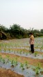 Bhabinkamtibmas Polsek Minas Pantau Pertumbuhan Jagung Pipil Usia 21 Hari di Kampung Mandiangin