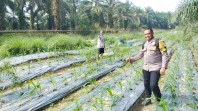 Polsek Minas Pantau Jagung Pipil Usia 25 Hari di Minas Timur, Tanaman Tumbuh Baik