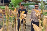 Polsek Minas Pantau Perkembangan Jagung Pipil Usia 106 Hari, Petani Bersiap Panen