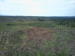 HUTAN TERUS HILANG, GAJAH TERUS MATI, SUDAH SEPANTASNYA IZIN PT BAT DAN PT API DICABUT