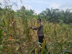 Jelang Panen, Bhabinkamtibmas Minas Barat Lakukan Pembersihan dan Pengupasan Jagung di Lahan Kelompok Tani