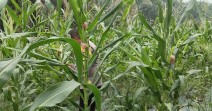 Jagung Pipil Usia 75 Hari di Minas Timur Tumbuh Baik, Bhabinkamtibmas Dorong Perawatan Berkelanjutan