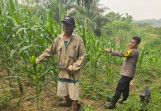 Usia 55 Hari, Tanaman Jagung Pipil di Minas Barat Tumbuh dengan Panjang Daun 80 Sentimeter