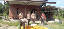 Polsek Koto Gasib Optimalkan Penanaman Jagung Pipil, Dukung Program Ketahanan Pangan Nasional