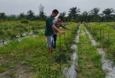 Bhabinkamtibmas Desa Jatirejo Jaya Dampingi Petani Cabai Merah, Polsek Pasir Penyu Perkuat Ketahanan Pangan Nasional