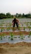 Polsek Minas Cek Perkembangan Jagung Pipil Usia 33 Hari di Mandiangin