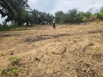 Polsek Minas Dampingi Kelompok Tani Bersihkan Lahan, Persiapan Tanam Jagung Pipil Kuartal II