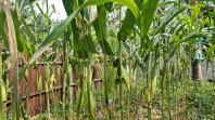 Pantau Ketahanan Pangan, Polsek Minas Cek Perkembangan Jagung 65 Hari di Minas Jaya