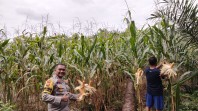 Bhabinkamtibmas Polsek Minas Cek Jagung Usia 97 Hari, Tanaman Tumbuh Subur dan Sebagian Siap Panen