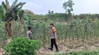 Dukung Ketahanan Pangan Nasional, Bhabinkamtibmas Polsek Pasir Penyu Pantau Pertanian Warga di Desa Perkebunan Sei Lala