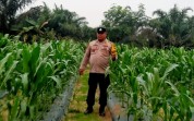 Polsek Minas Pantau Jagung Pipil di Mandiangin, Tanaman di Lahan 1 Hektare Tumbuh hingga 110 Cm