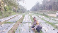 Polsek Minas Monitoring Pertumbuhan Jagung di Minas Timur, Dukung Keberhasilan Program Ketahanan Pangan Nasional