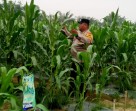Polsek Minas Pantau Perkembangan Jagung Pipil di Mandiangin, Tinggi Tanaman Capai 120 Sentimeter