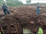 Lahan Kebun Sawit Milik Warga Belutu di Sungai Gondang Diduga Diserobot