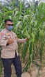 Bhabinkamtibmas Rantau Bertuah Cek Perkembangan Jagung Pipil Usia 76 Hari, Kapolsek Minas: Bukti Dukungan Polri untuk Ketahanan Pangan Nasional