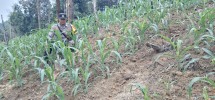 Polsek Minas Pantau Jagung Program Ketahanan Pangan di Minas Jaya, Usia 22 Hari Tumbuh Subur