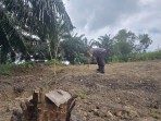 Polsek Minas Dampingi Kelompok Tani Siapkan Lahan Jagung Pipil Untuk Program Ketahanan Pangan