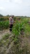 Polsek Minas Pantau Perkembangan Jagung Pipil Usia 50 Hari di Lahan Tumpang Sari Warga Mandiangin
