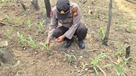 Polsek Minas Cek Perkembangan Jagung Program Ketahanan Pangan Nasional di Minas Jaya, Tanaman Tumbuh Subur