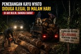 Masih Beroperasi, Aktivitas Penebangan Kayu Nyato Ilegal di Malam Hari di Air Bulin Diduga Luput Dari Pengawasan