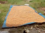 Polsek Koto Gasib Panen Raya Jagung Pipil, Wujud Nyata Dukungan Swasembada Pangan Nasional