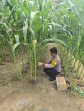 Bhabinkamtibmas Polsek Minas Tinjau Pembersihan Lahan Jagung di Minas Barat, Upaya Tingkatkan Hasil Panen