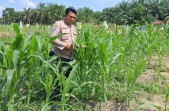 Polsek Minas Pantau Perkembangan Jagung Program Ketahanan Pangan, Tanaman Mulai Terserang Ulat Daun