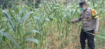 Bhabinkamtibmas Polsek Minas Secara Rutin Cek Perkembangan Jagung Program Ketahanan Pangan Nasional di Minas Jaya