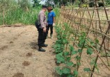 Bhabinkamtibmas Polsek Pasir Penyu Dorong Warga Budidaya Gambas, Perkuat Ketahanan Pangan dari Pekarangan Rumah