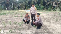 Kapolsek Minas Cek Perkembangan Jagung Ketahanan Pangan, Tanaman Mulai Terserang Ulat Daun
