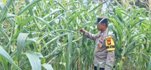 Polsek Minas Cek Perkembangan Jagung Program Ketahanan Pangan Kuartal II di Kel. Minas Jaya