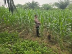 Polsek Minas Pantau Pertumbuhan Jagung Pipil Usia 65 Hari di Minas Barat