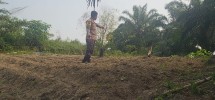 Polsek Minas Dampingi Persiapan Lahan Jagung Pipil Seluas Setengah Hektare di Minas Barat