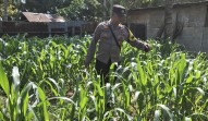 Bhabinkamtibmas Polsek Minas Cek Perkembangan Jagung Program Ketahanan Pangan Nasional, Tanaman Tumbuh Subur Masuki Usia 31 Hari