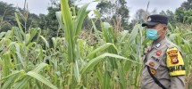 Kapolsek Minas Pastikan Program Ketahanan Pangan Nasional Berjalan, Tanaman Jagung di Minas Jaya Masuk Usia 82 Hari