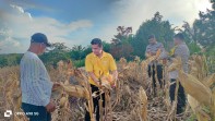 Dukung Ketahanan Pangan, Kapolsek Minas Monitoring Jagung Pipil Kelompok Tani Dahlia Putih, Siap Panen Awal Juni