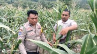 Bhabinkamtibmas Polsek Minas Cek Perkembangan Jagung Pipil, Tanaman Siap Panen