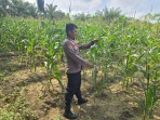 Polsek Minas Pantau Pertumbuhan Jagung Pipil Usia 70 Hari di Minas Barat, Daun Capai 1,2 Meter